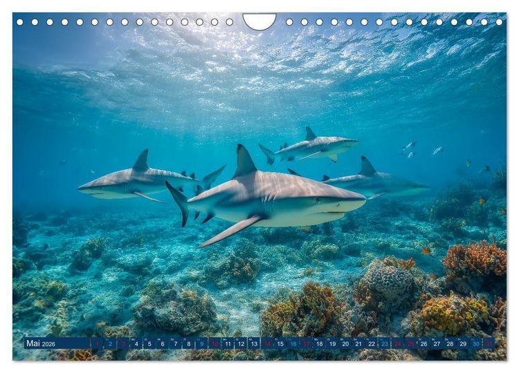 Produktbild: Hai Kalender - M&auml;chtige Haie der Ozeane und geheimnisvollen Unterwasserwelt (Wandkalender 2026 DIN A4 quer), CALVENDO Monatskalender
