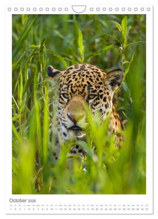 Produktbild: Pantanal Wildlife Photography (Wall Calendar 2026 DIN A4 portrait), CALVENDO 12 Month Wall Calendar