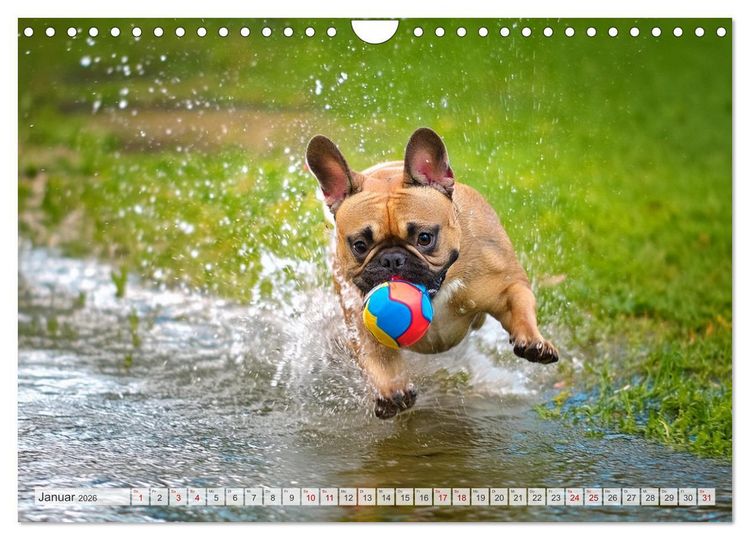 Produktbild: Bullys in Action - Franz&ouml;sische Bulldoggen lieben B&auml;lle (Wandkalender 2026 DIN A4 quer), CALVENDO Monatskalender
