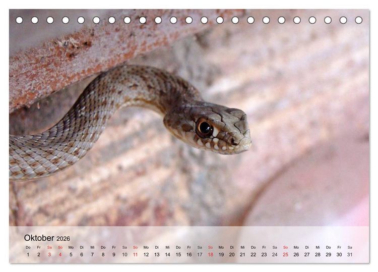 Produktbild: Kleine Reptilien (Tischkalender 2026 DIN A5 quer), CALVENDO Monatskalender