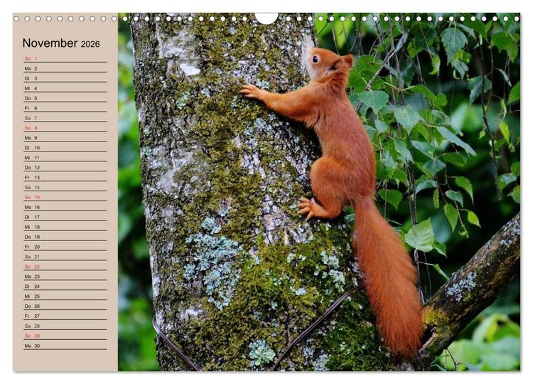 Produktbild: Eichh&ouml;rnchen. Wo sind blo&szlig; die N&uuml;sse? (Wandkalender 2026 DIN A3 quer), CALVENDO Monatskalender