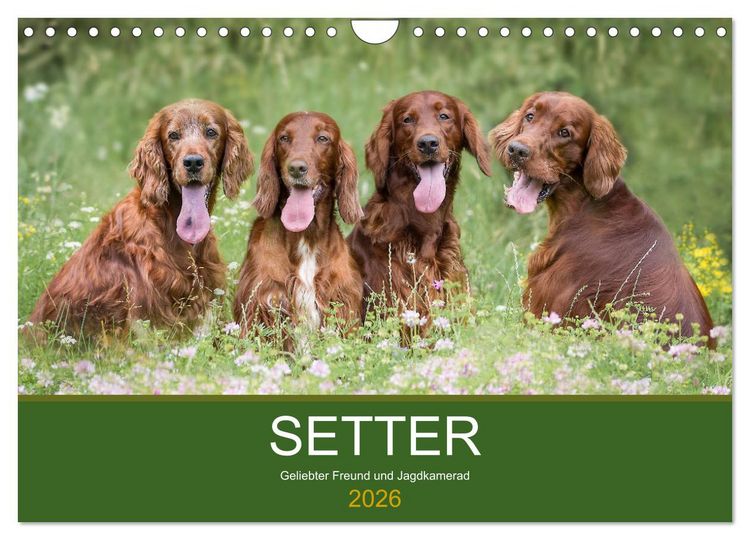 Produktbild: Setter - Geliebter Freund und Jagdkamerad (Wandkalender 2026 DIN A4 quer), CALVENDO Monatskalender