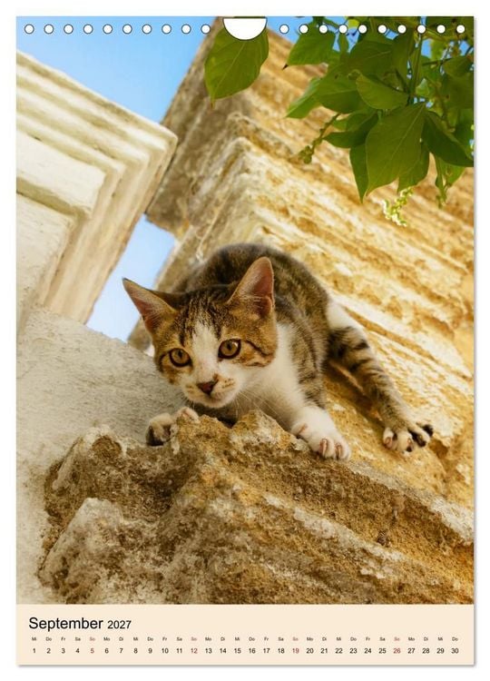 Produktbild: Katzen von Rhodos (Wandkalender 2027 DIN A4 hoch), CALVENDO Monatskalender