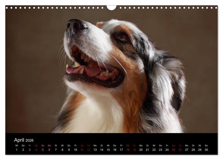 Produktbild: Charmante Australian Shepherds (Wandkalender 2026 DIN A3 quer), CALVENDO Monatskalender