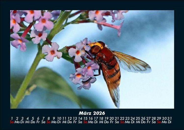 Produktbild: Bien 2026 Fotokalender DIN A5