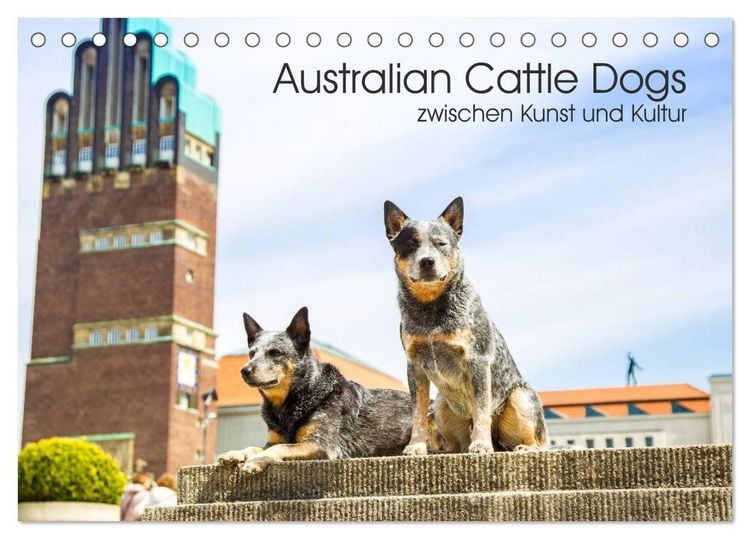 Produktbild: Australian Cattle Dogs zwischen Kunst und Kultur (Tischkalender 2026 DIN A5 quer), CALVENDO Monatskalender