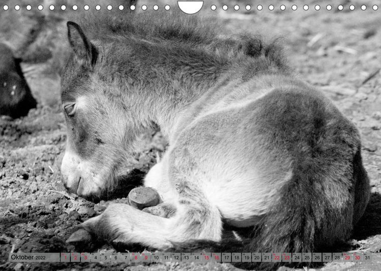 Produktbild: Die letzten Wildpferde Exmoor Ponys (Wandkalender 2022 DIN A4 quer)