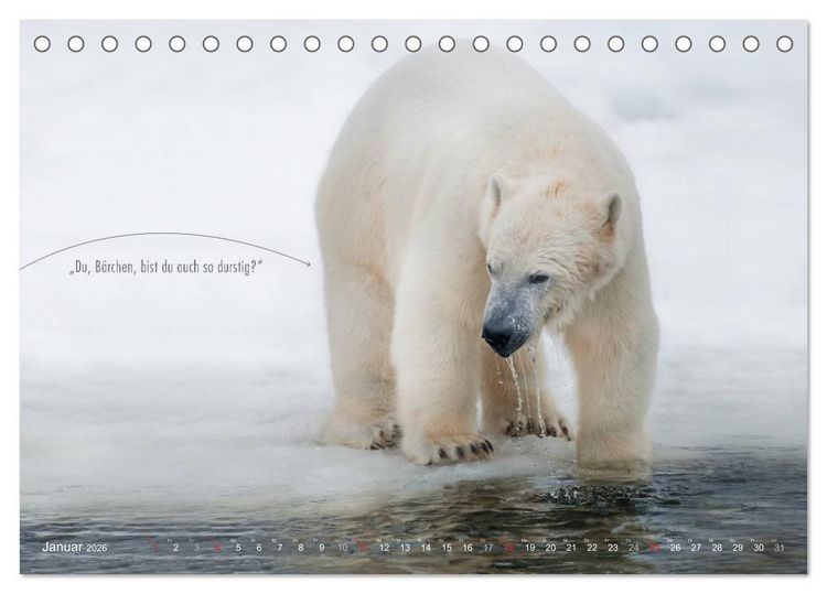 Produktbild: Emotionale Momente: Eisb&auml;ren - ganz menschlich gesehen. (Tischkalender 2026 DIN A5 quer), CALVENDO Monatskalender