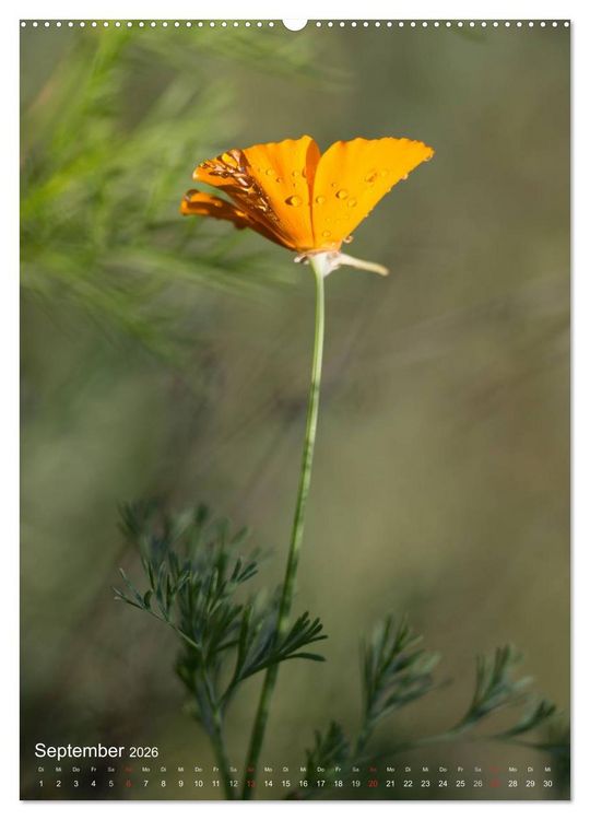 Produktbild: NATUR PUR Kleine Blumen am Wegesrand (Wandkalender 2026 DIN A2 hoch), CALVENDO Monatskalender