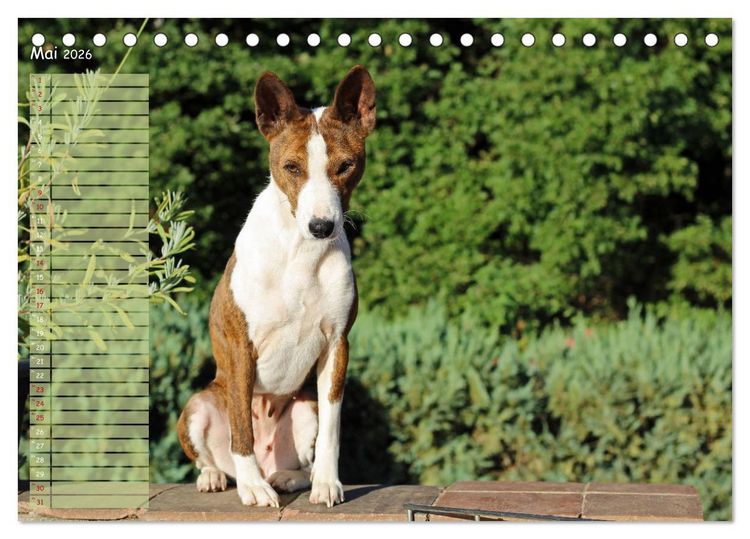 Produktbild: Basenji, der Kongo-Terrier (Tischkalender 2026 DIN A5 quer), CALVENDO Monatskalender