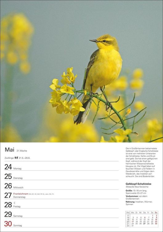 Produktbild: Heimische V&ouml;gel Wochenplaner 2027 - 53 faszinierende Fotografien