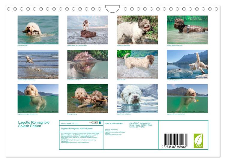 Produktbild: Lagotto Romagnolo Splash Edition (Wall Calendar 2026 DIN A4 landscape), CALVENDO 12 Month Wall Calendar