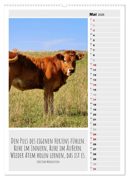 Produktbild: Coole Rindviecher (hochwertiger Premium Wandkalender 2026 DIN A2 hoch), Kunstdruck in Hochglanz