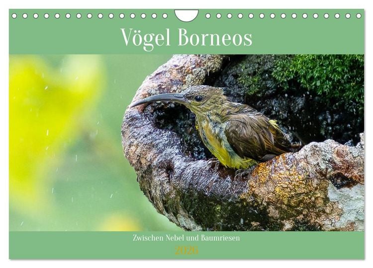 Produktbild: Zwischen Nebel und Baumriesen - V&ouml;gel Borneos (Wandkalender 2026 DIN A4 quer), CALVENDO Monatskalender
