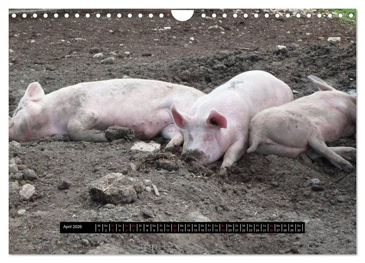 Produktbild: Schweinereien (Wandkalender 2026 DIN A4 quer), CALVENDO Monatskalender
