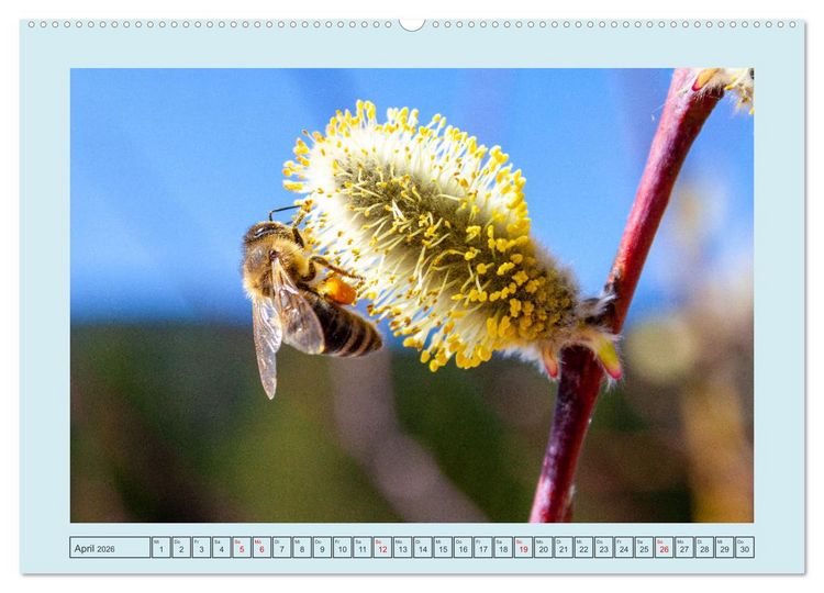 Produktbild: Wir sind die Stars im Garten (hochwertiger Premium Wandkalender 2026 DIN A2 quer), Kunstdruck in Hochglanz