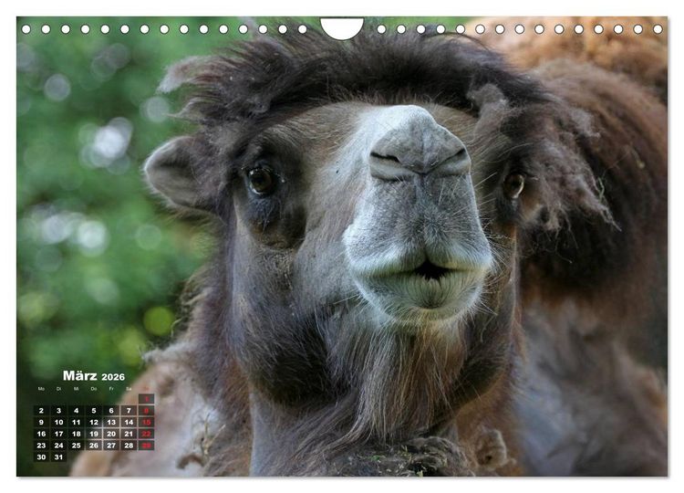 Produktbild: Kamele (Wandkalender 2026 DIN A4 quer), CALVENDO Monatskalender