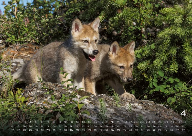 Produktbild: Wolf &ndash; Im Schatten des Waldes - 2027 - Kalender DIN A3