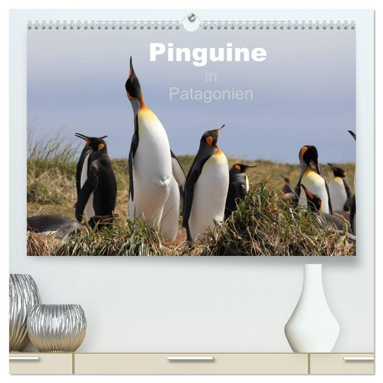Produktbild: Pinguine in Patagonien (hochwertiger Premium Wandkalender 2026 DIN A2 quer), Kunstdruck in Hochglanz