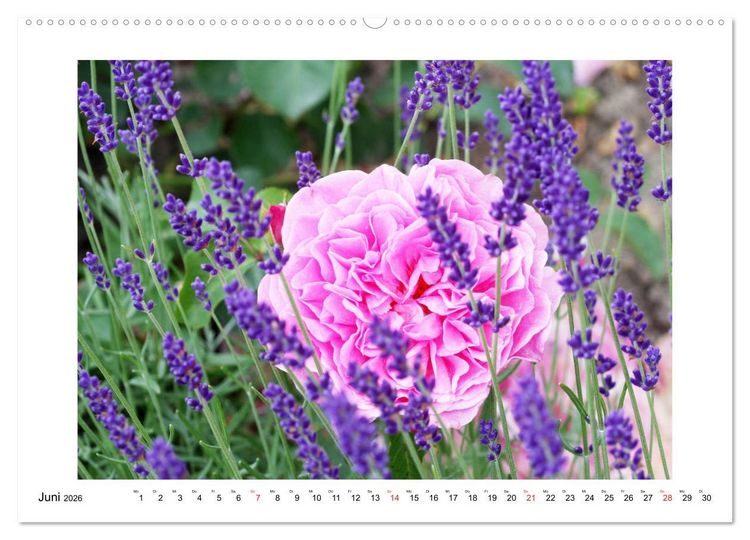 Produktbild: Rosengl&uuml;ck (hochwertiger Premium Wandkalender 2026 DIN A2 quer), Kunstdruck in Hochglanz