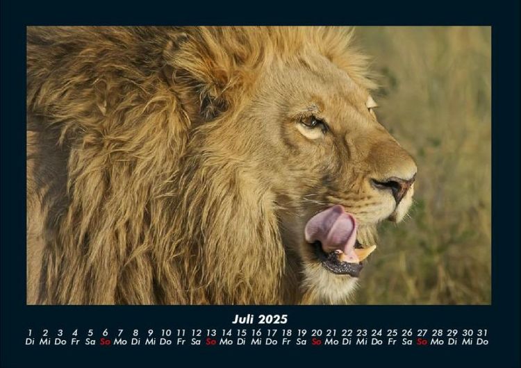 Produktbild: L&ouml;wen in der Wildnis 2025 Fotokalender DIN A4