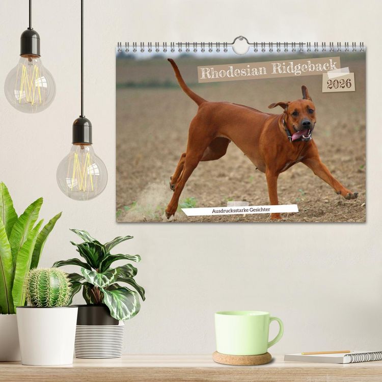 Produktbild: Rhodesian Ridgeback - Ausdrucksstarke Gesichter (Wandkalender 2026 DIN A4 quer), CALVENDO Monatskalender