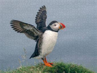 Produktbild: CALVENDO Puzzle Puffin | 2000 Teile Lege-Gr&ouml;&szlig;e 90x67cm Foto-Puzzle f&uuml;r gl&uuml;ckliche Stunden