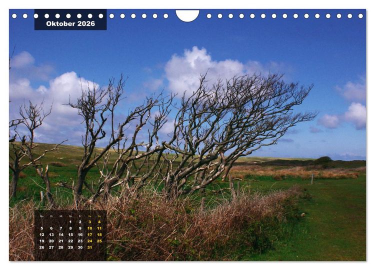Produktbild: Texel Insel mit Charakter (Wandkalender 2026 DIN A4 quer), CALVENDO Monatskalender
