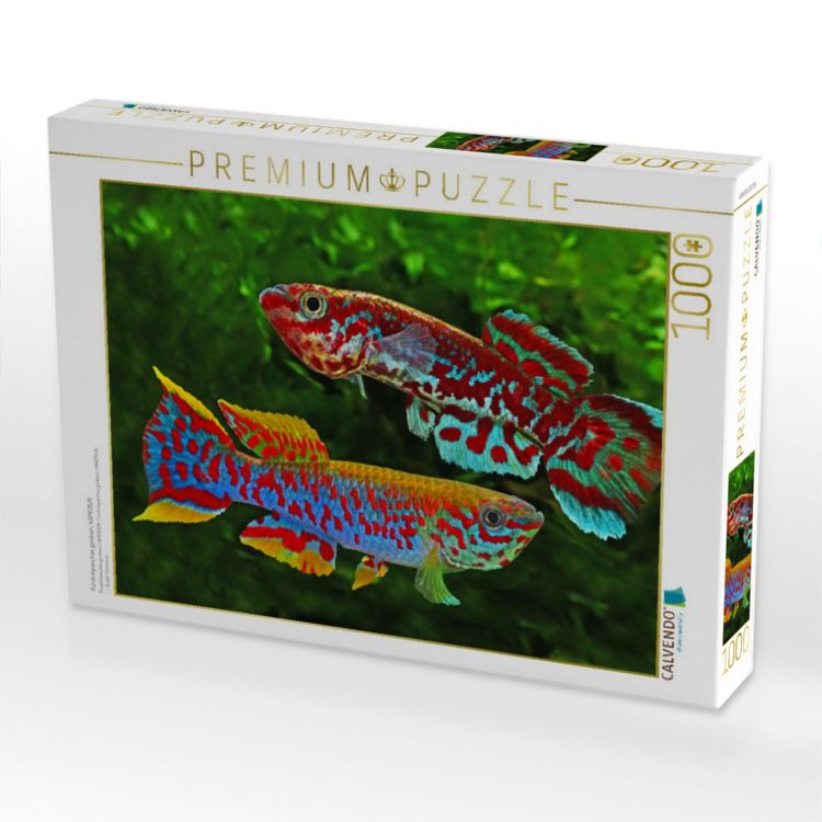 Produktbild: CALVENDO Puzzle Fundulopanchax gardneri, KAMERUN | 1000 Teile Lege-Gr&ouml;&szlig;e 64x48cm Foto-Puzzle f&uuml;r gl&uuml;ckliche Stunden