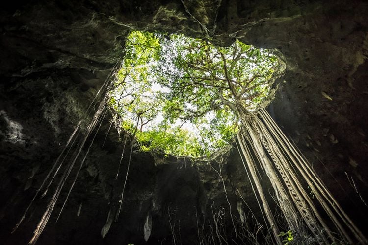 Produktbild: Wildes Mexiko (BBC Earth)