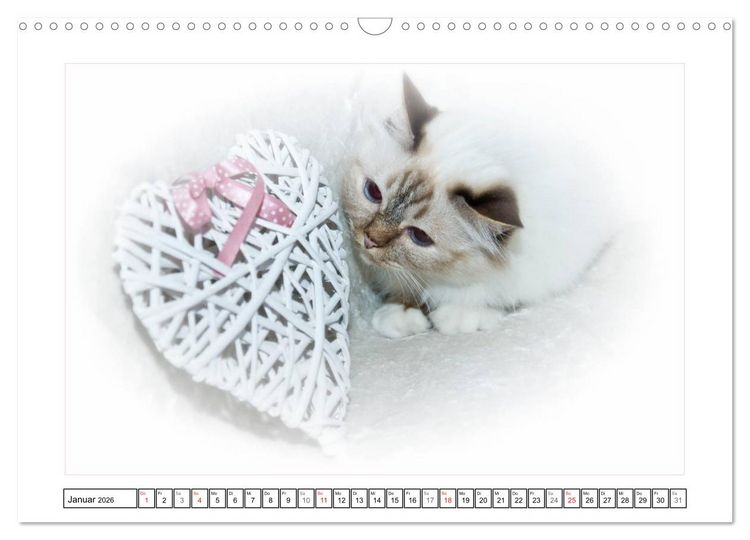 Produktbild: Katzen &ndash; Treue Begleiter (CH - Version) (Wandkalender 2026 DIN A3 quer), CALVENDO Monatskalender