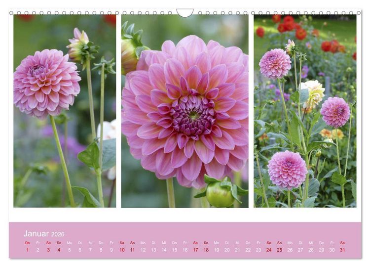 Produktbild: Dahlien-Triplets (Wandkalender 2026 DIN A3 quer), CALVENDO Monatskalender