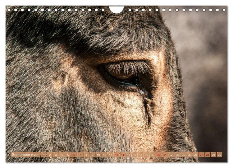 Produktbild: Esel der Welt - Lieblings Langohren (Wandkalender 2025 DIN A4 quer), CALVENDO Monatskalender
