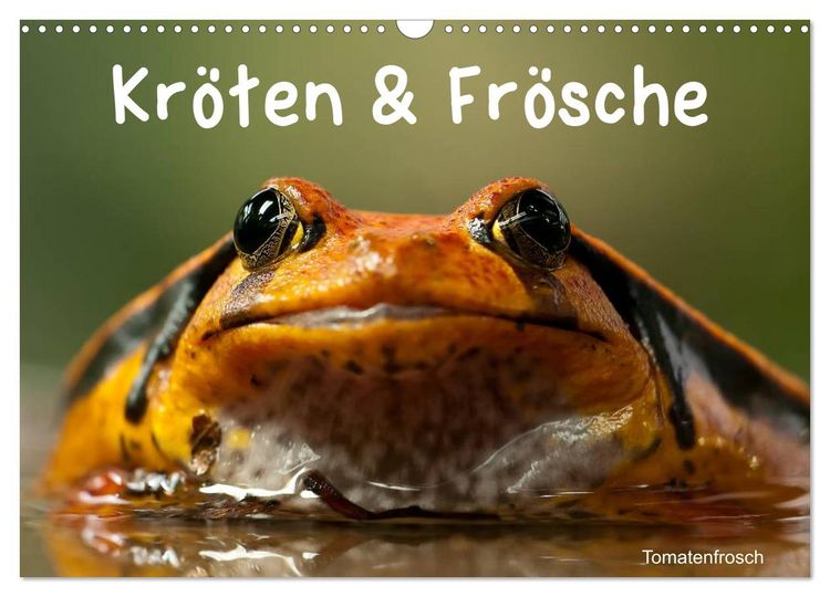 Produktbild: Kr&ouml;ten & Fr&ouml;sche (Wandkalender 2026 DIN A3 quer), CALVENDO Monatskalender