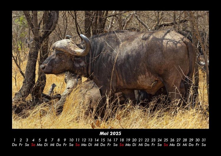 Produktbild: Tiere in der Wildnis 2025 Fotokalender DIN A3