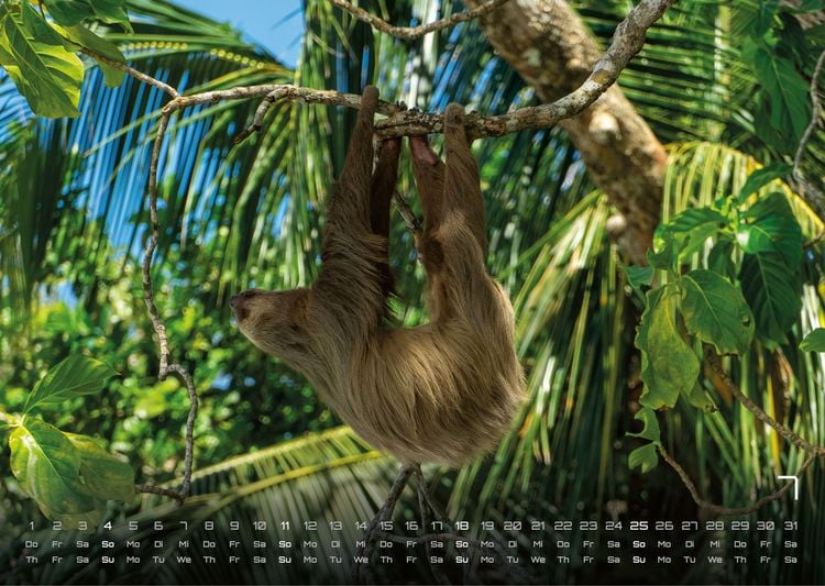 Produktbild: Faultiere &ndash; Chill mal! - 2027 - Kalender DIN A3