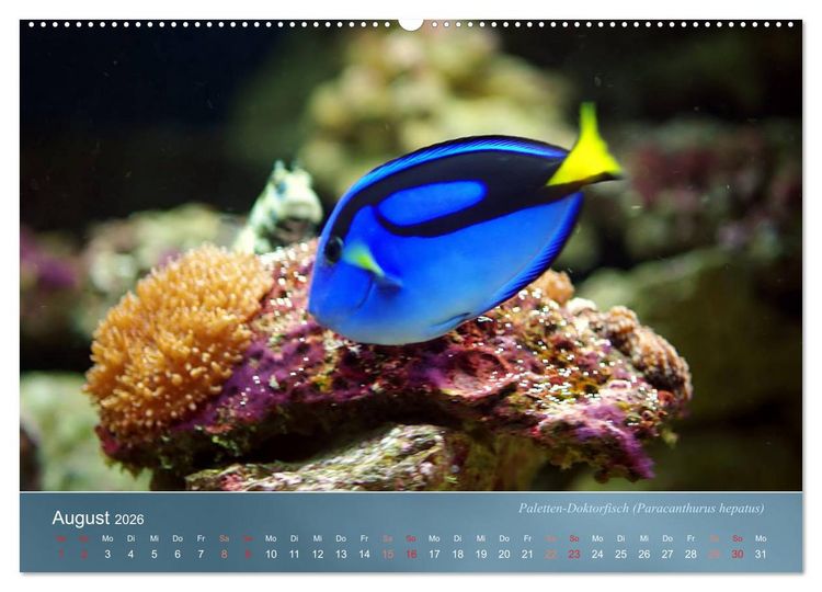 Produktbild: Bunte Riffbewohner - Fische, Anemonen und noch viel mehr (hochwertiger Premium Wandkalender 2026 DIN A2 quer), Kunstdruck in Hochglanz