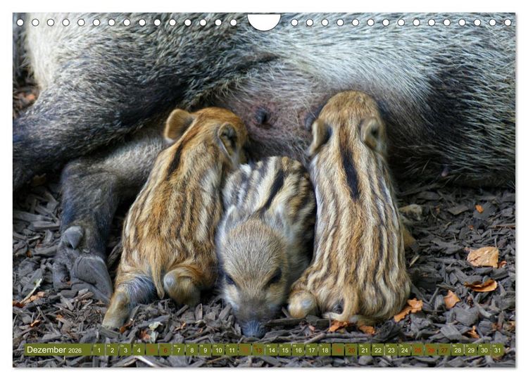Produktbild: Wildschweins Kinderstube - Freche Frischlinge (Wandkalender 2026 DIN A4 quer), CALVENDO Monatskalender