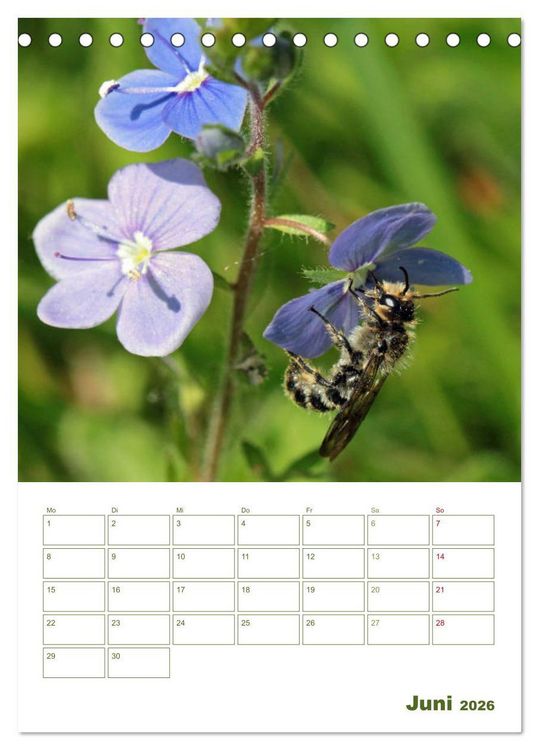 Produktbild: Wildbienen-Terminplaner 2026 (Tischkalender 2026 DIN A5 hoch), CALVENDO Monatskalender