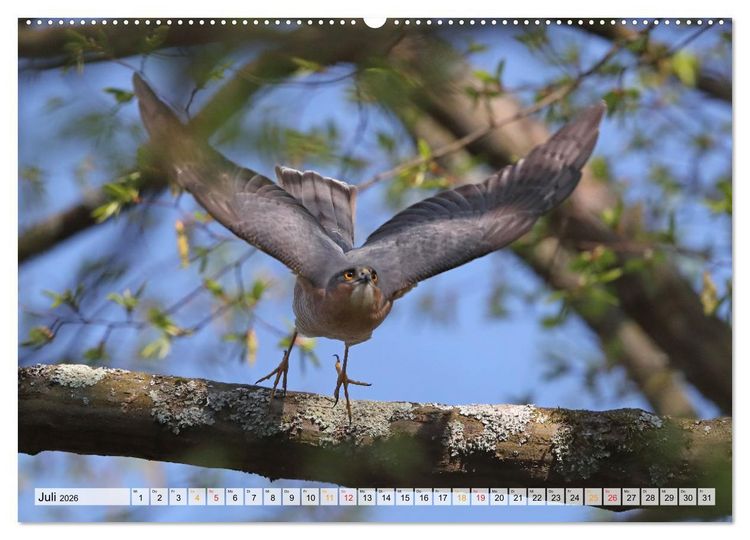 Produktbild: Spitze Krallen und scharfer Blick - Verhalten Sperber (hochwertiger Premium Wandkalender 2026 DIN A2 quer), Kunstdruck in Hochglanz