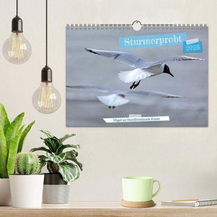 Produktbild: Sturmerprobt - V&ouml;gel an Nordfrieslands K&uuml;ste (Wandkalender 2026 DIN A4 quer), CALVENDO Monatskalender