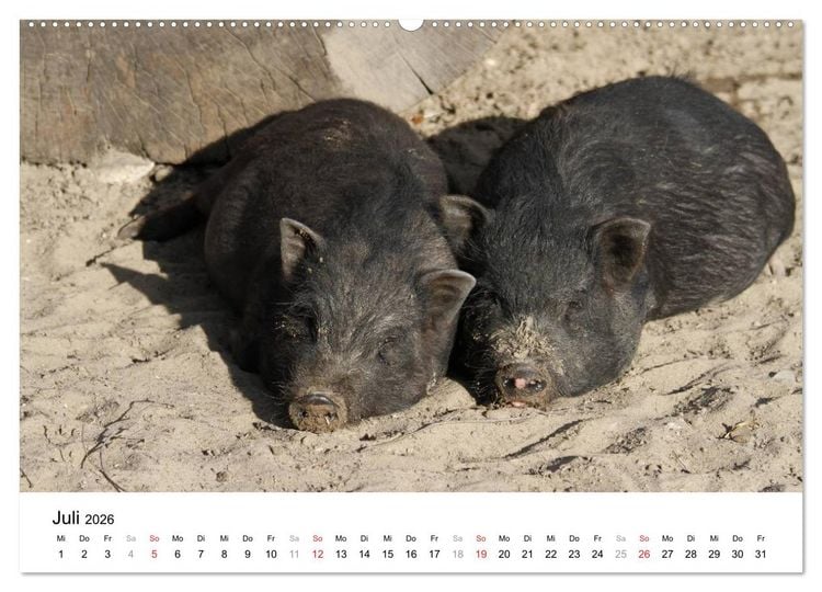 Produktbild: Schwein gehabt! (hochwertiger Premium Wandkalender 2026 DIN A2 quer), Kunstdruck in Hochglanz