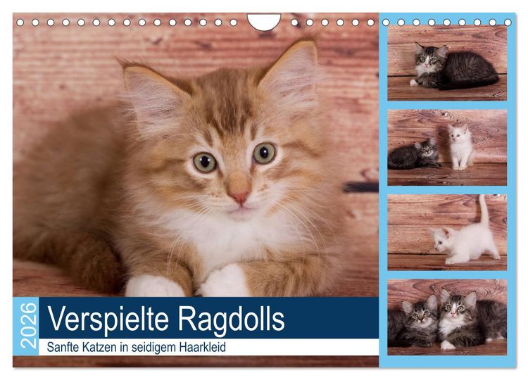 Produktbild: Verspielte Ragdolls - Sanfte Katzen in seidigem Haarkleid (Wandkalender 2026 DIN A4 quer), CALVENDO Monatskalender