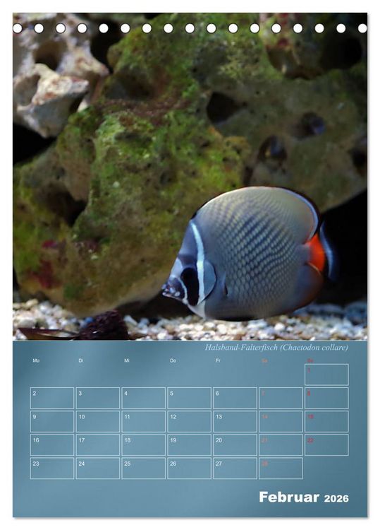 Produktbild: Bunte Riffbewohner - Fische, Anemonen und noch viel mehr (Tischkalender 2026 DIN A5 hoch), CALVENDO Monatskalender