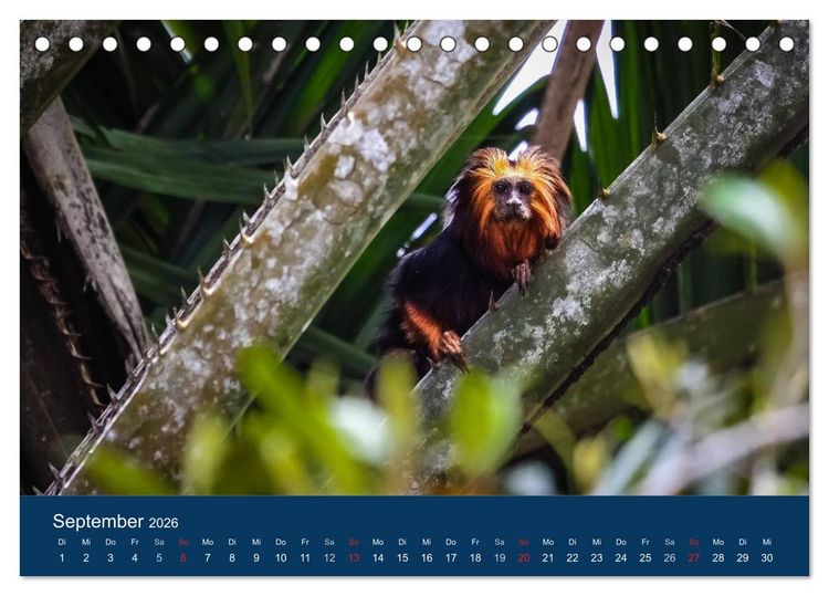 Produktbild: Brasilien tierisch gut 2026 (Tischkalender 2026 DIN A5 quer), CALVENDO Monatskalender