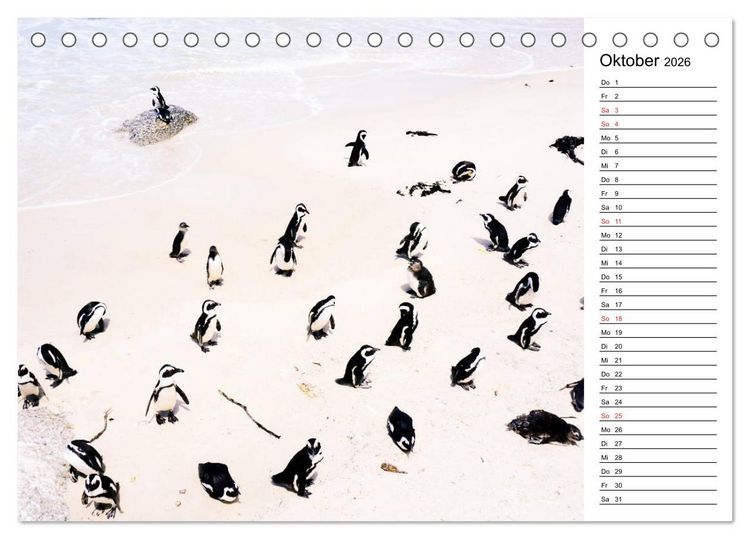 Produktbild: Pinguinliebe (Tischkalender 2026 DIN A5 quer), CALVENDO Monatskalender