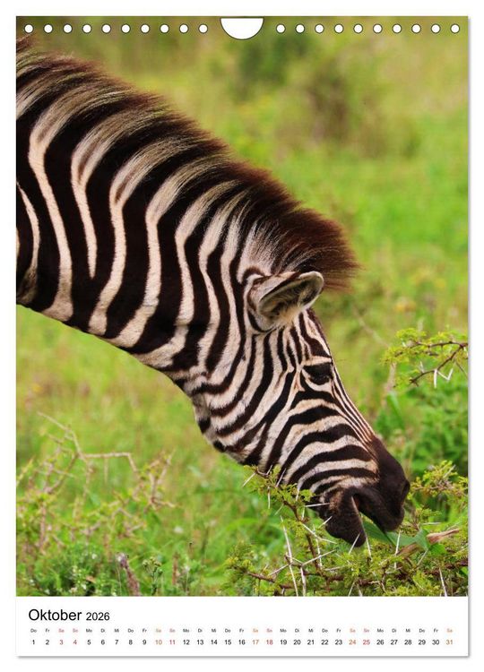 Produktbild: S&Uuml;DAFRIKA Wild-Tiere im Addo Elephant Park (Wandkalender 2026 DIN A4 hoch), CALVENDO Monatskalender