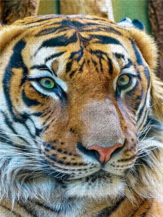 Produktbild: CALVENDO Puzzle Tiger 1000 Teile Lege-Gr&ouml;&szlig;e 480 x 640 cm Foto-Puzzle Bild von Peter Roder