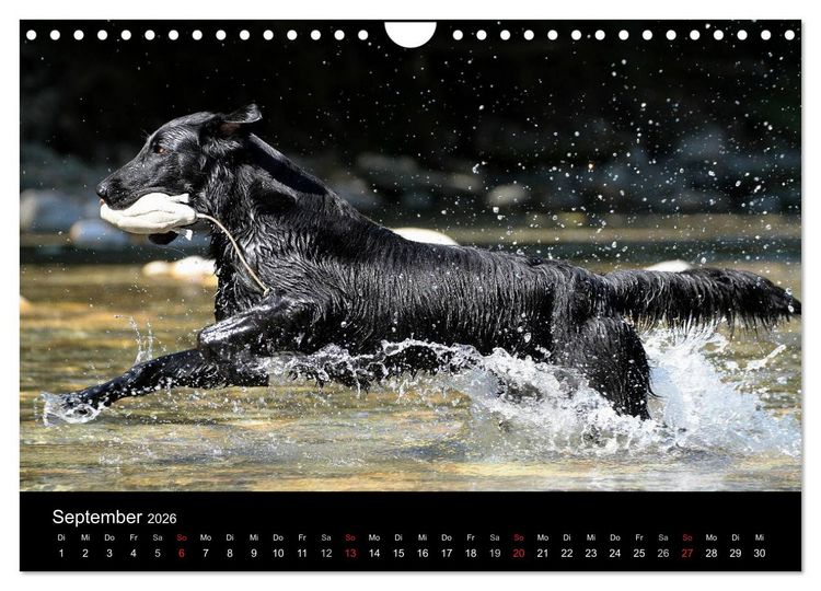 Produktbild: Flatcoated Retriever (Wandkalender 2026 DIN A4 quer), CALVENDO Monatskalender