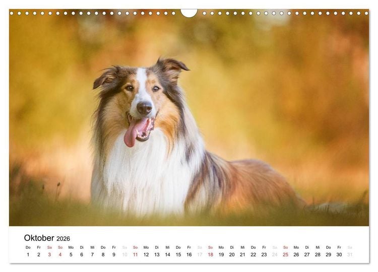 Produktbild: Collies 2026 in Kurz- und Langhaar (Wandkalender 2026 DIN A3 quer), CALVENDO Monatskalender